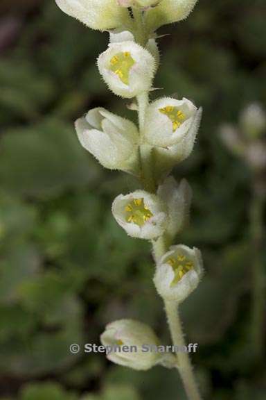 heuchera cylindrica 2 graphic